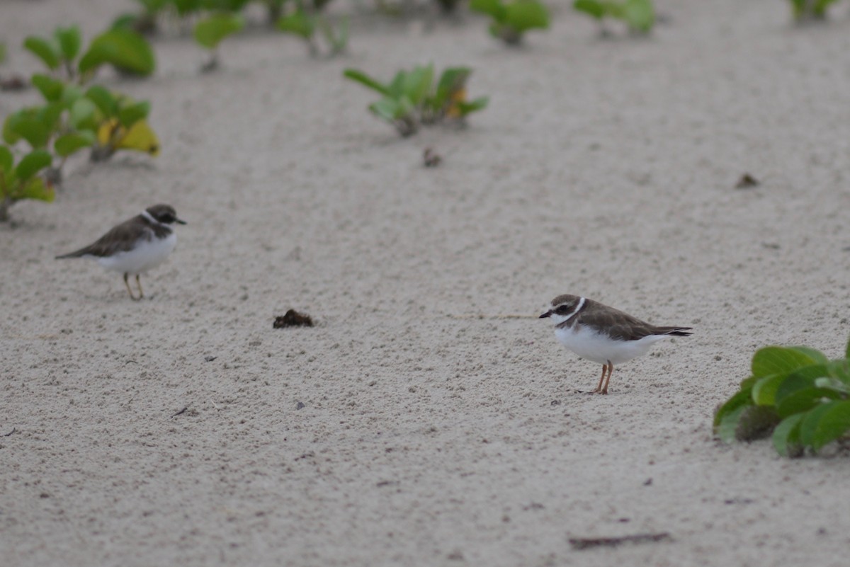 Semipalmated Plover - ML301029221