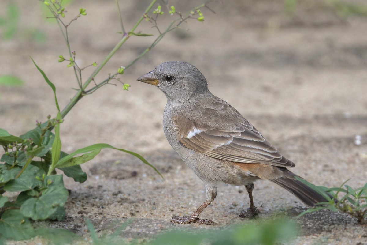Swahili Sparrow - ML301031271
