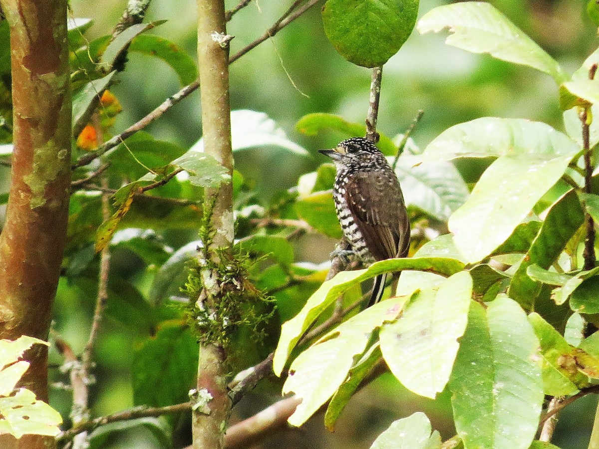 Speckle-chested Piculet - Liao Tzu-Chiang