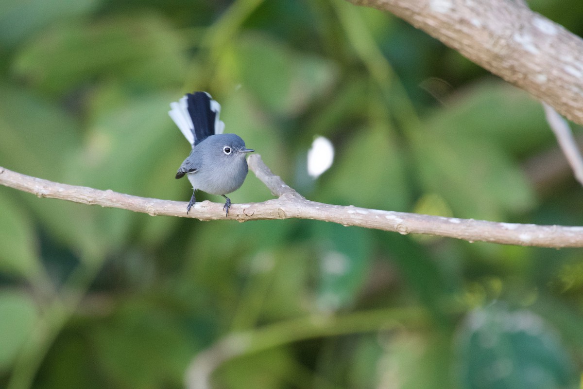 Blue-gray Gnatcatcher (Cozumel) - ML301034571