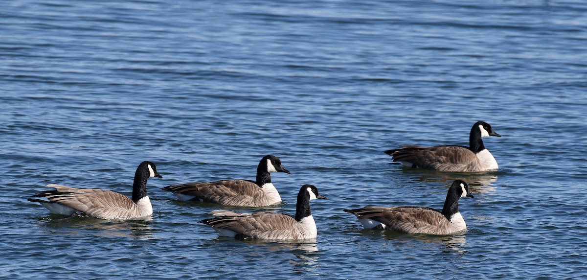 Canada Goose (canadensis Group) - ML301036961