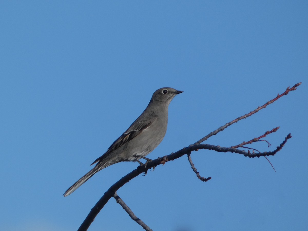 Townsend's Solitaire - ML301037381