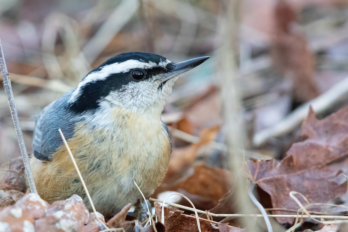 Red-breasted Nuthatch - ML301043811