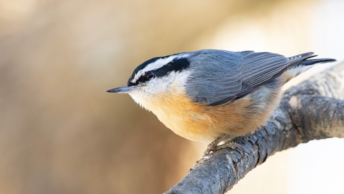 Red-breasted Nuthatch - Sam Zhang