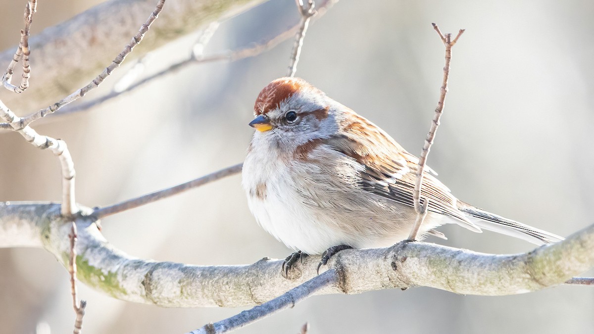 American Tree Sparrow - ML301043911