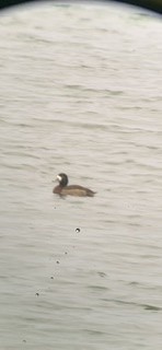 Greater Scaup - ML301045231
