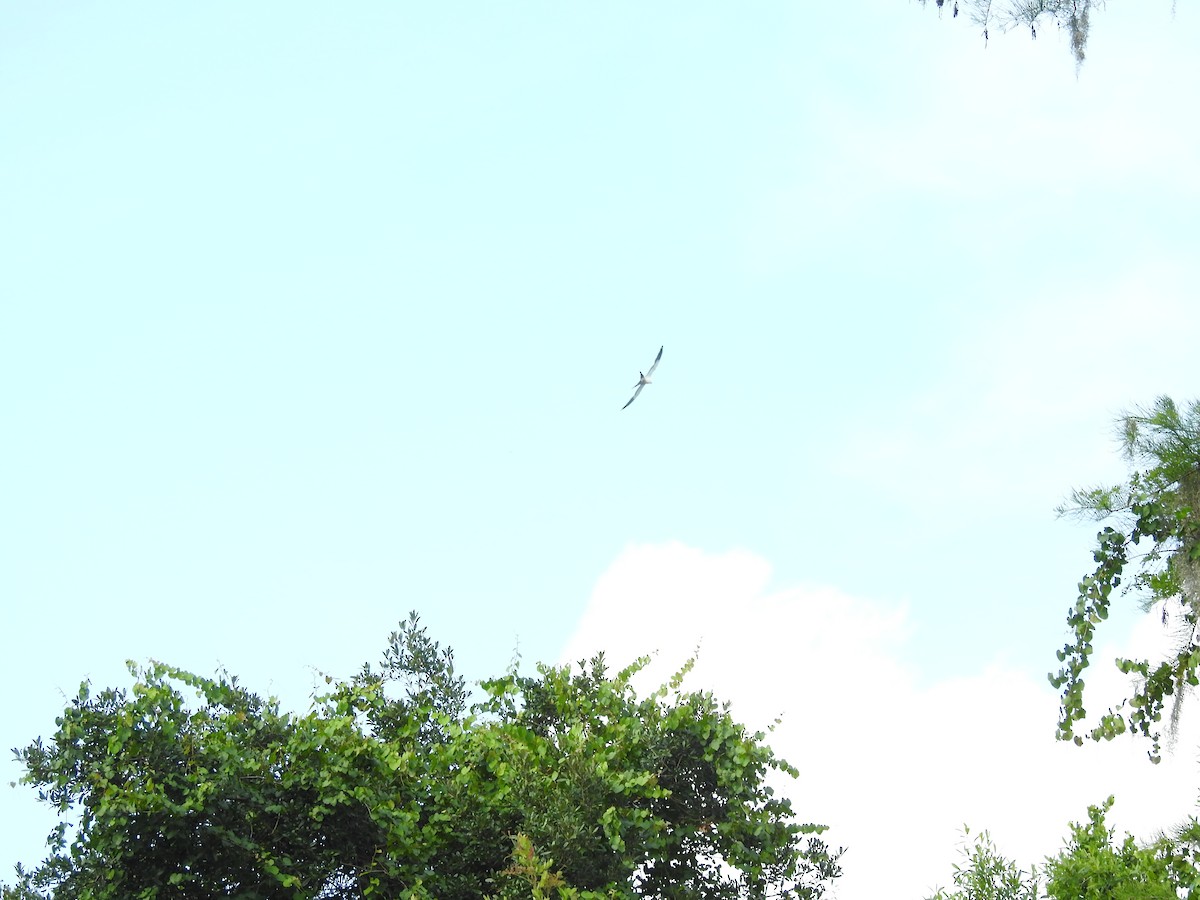 Swallow-tailed Kite - ML301046621