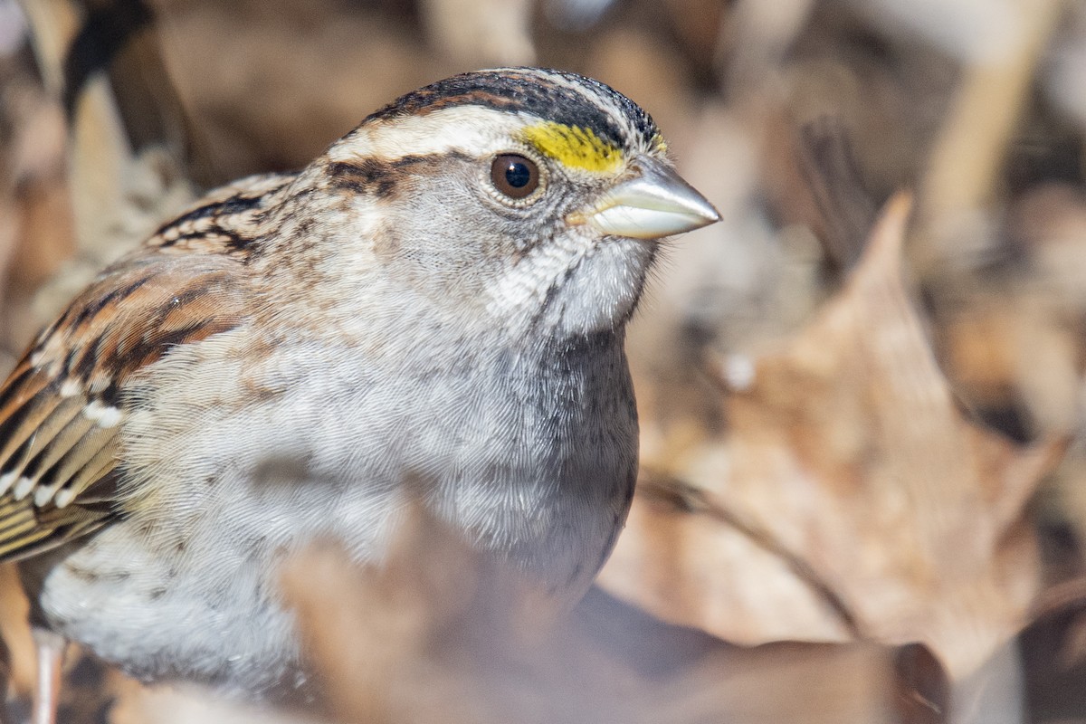White-throated Sparrow - ML301049041