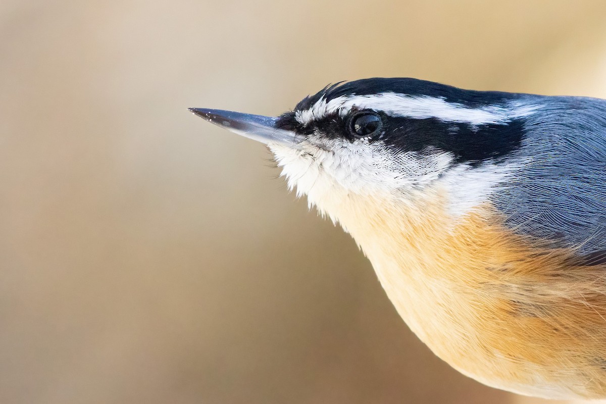 Red-breasted Nuthatch - ML301050081