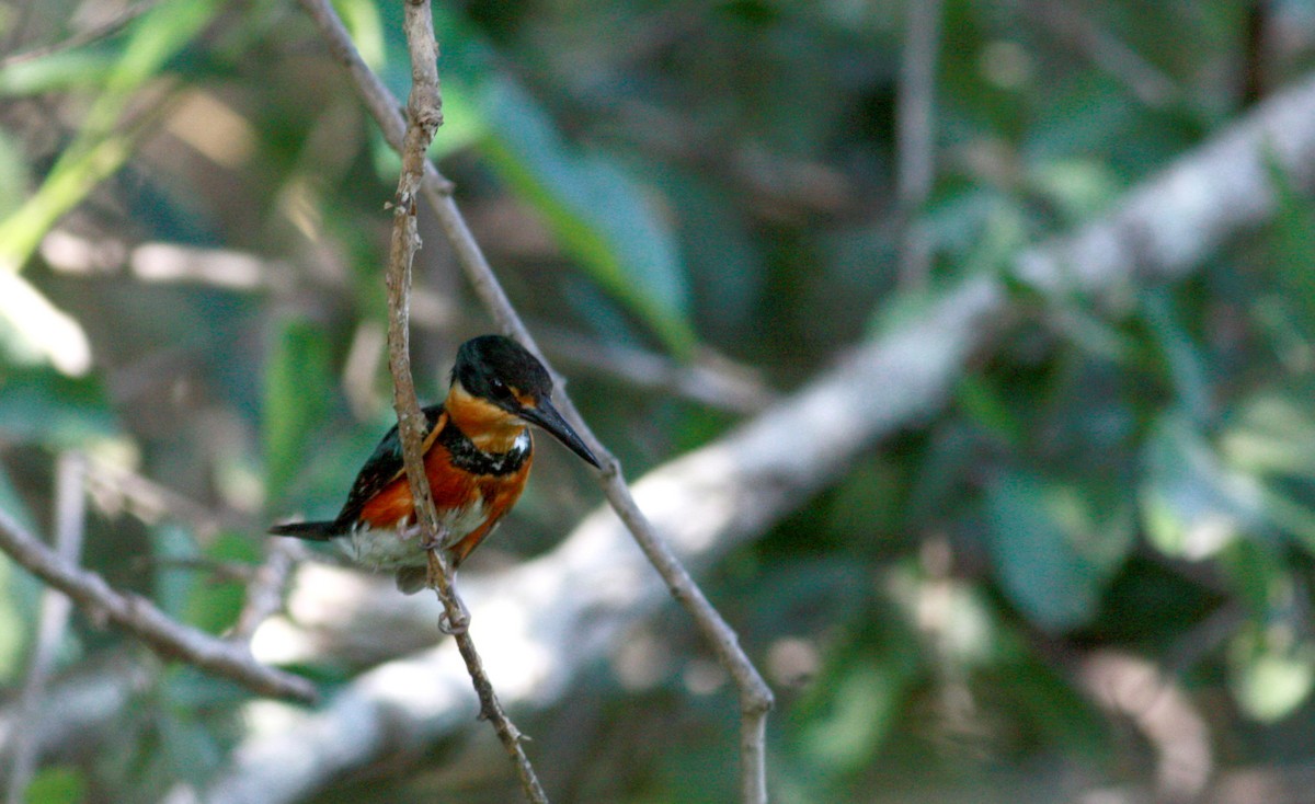 American Pygmy Kingfisher - ML30105381