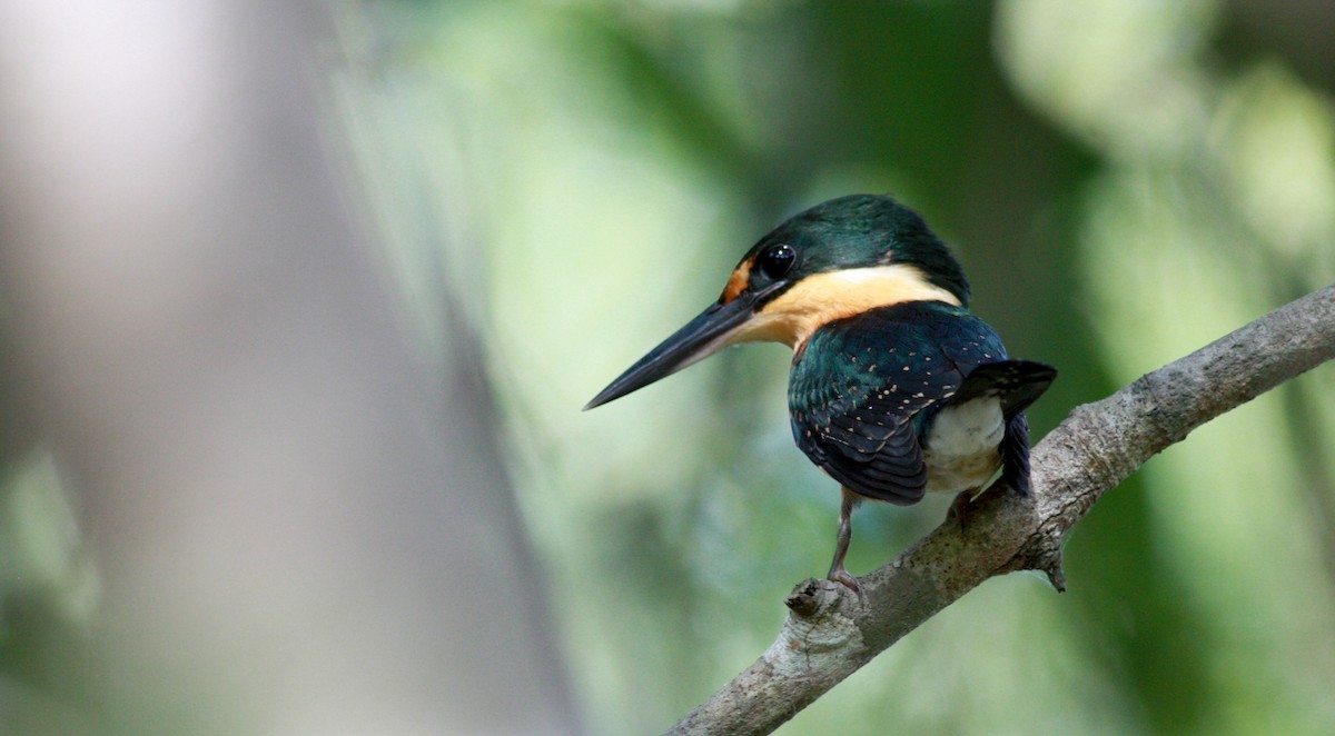American Pygmy Kingfisher - ML30105431