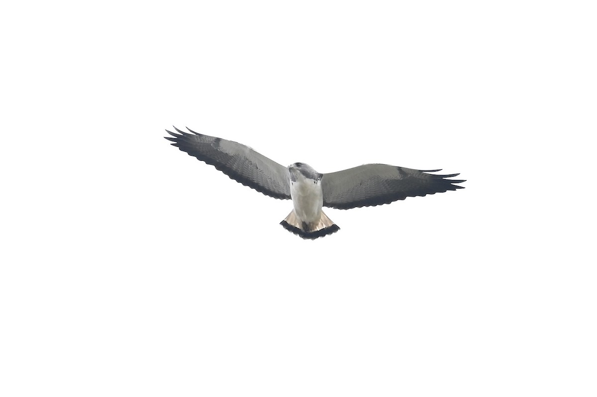 White-tailed Hawk - ML301056011