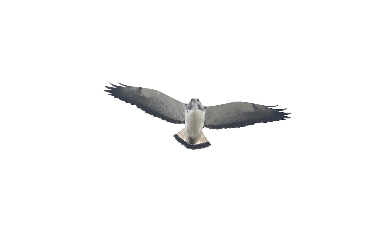 White-tailed Hawk - ML301056051