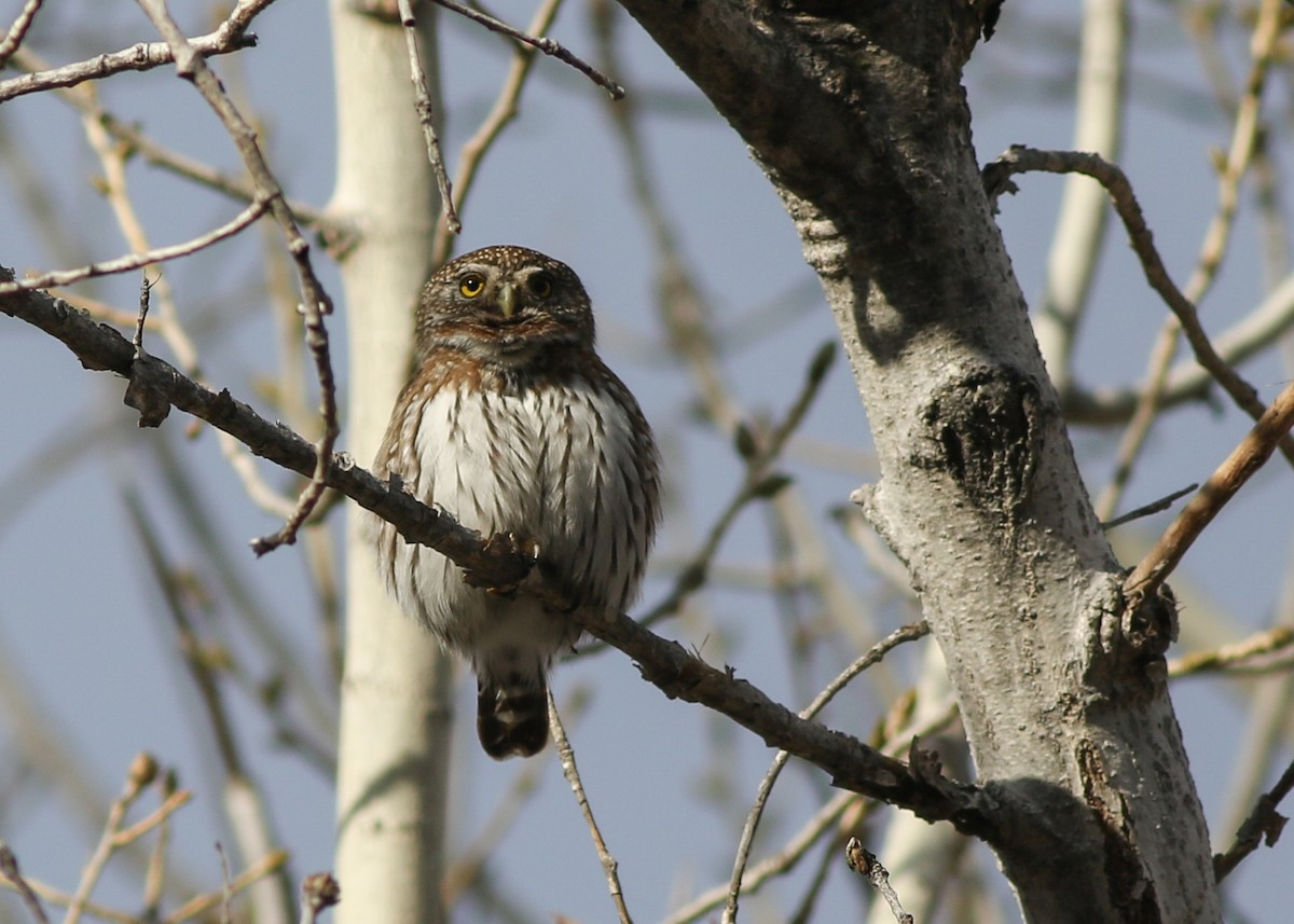 Northern Pygmy-Owl - ML301059491