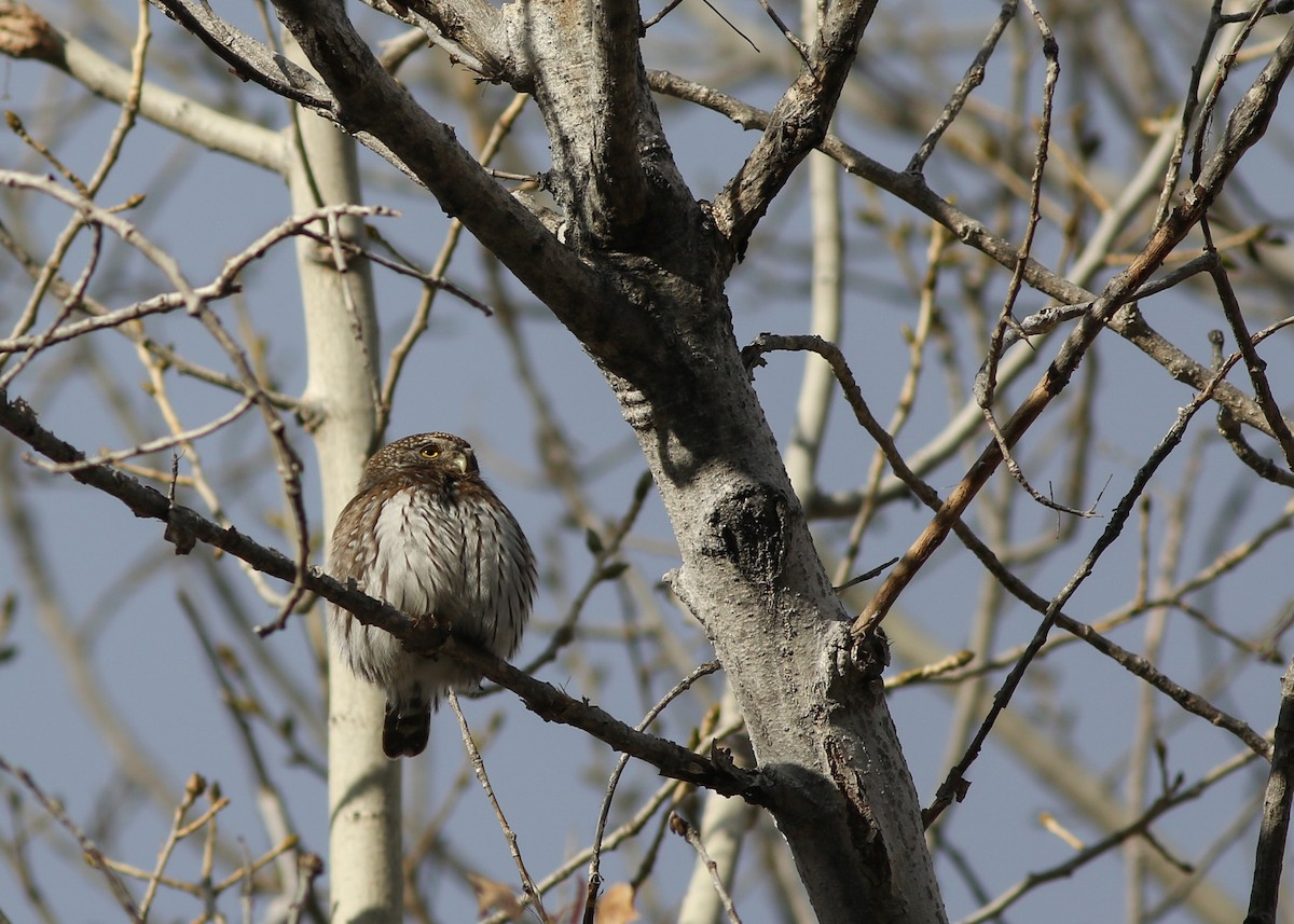 Northern Pygmy-Owl - ML301059561