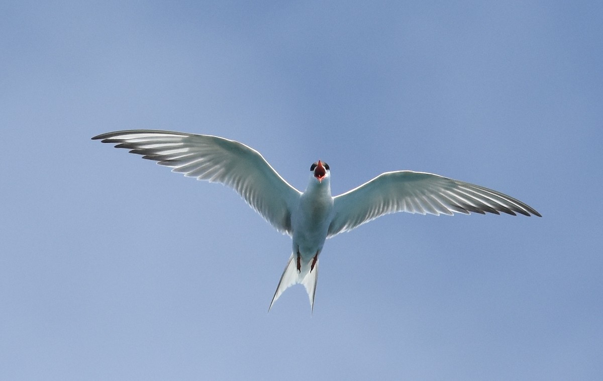 Common Tern - Andrew Dobson