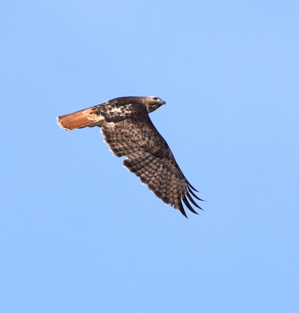 Red-tailed Hawk - ML301060801