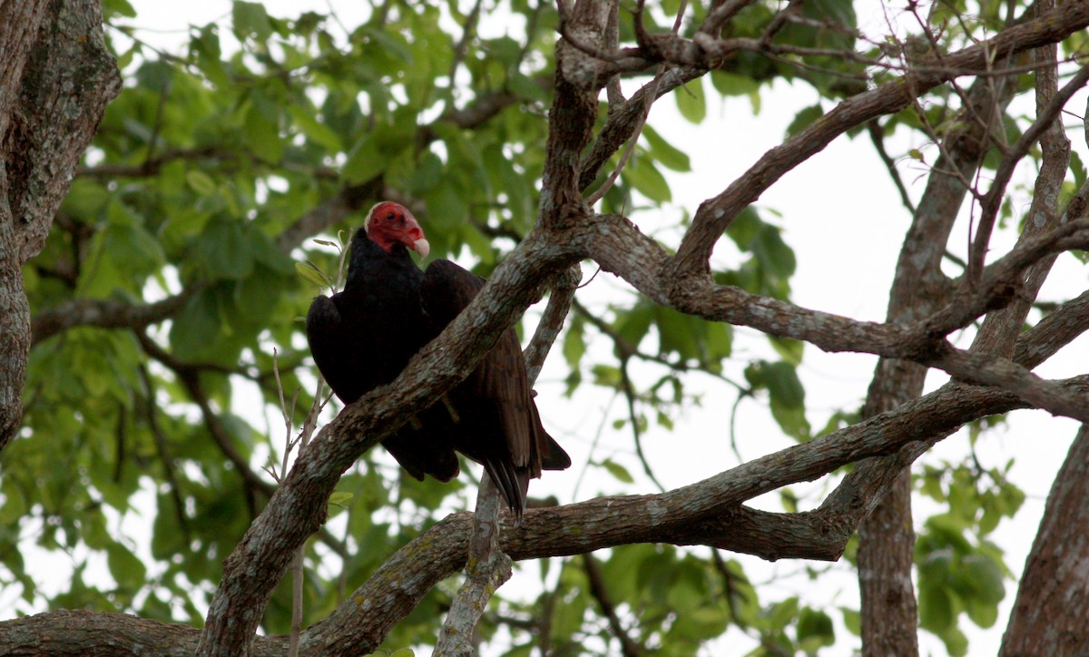 Turkey Vulture (Tropical) - ML30106211