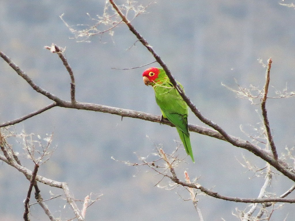 Red-masked Parakeet - Liao Tzu-Chiang