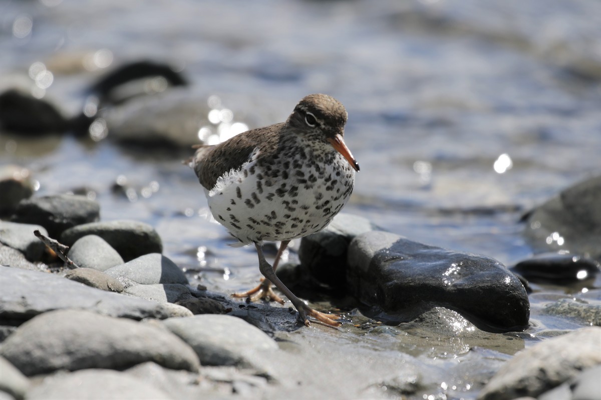 Spotted Sandpiper - Pam Sinclair