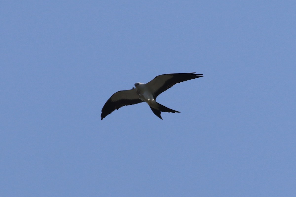 Swallow-tailed Kite - ML301070881