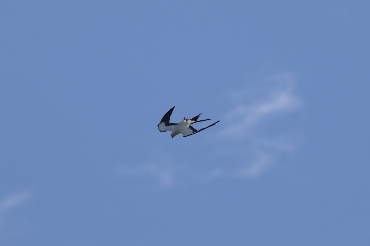 Swallow-tailed Kite - ML301070931