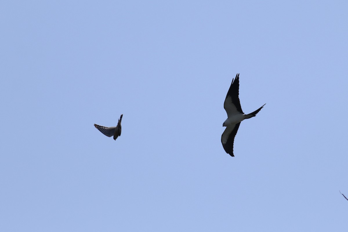 Swallow-tailed Kite - ML301070971
