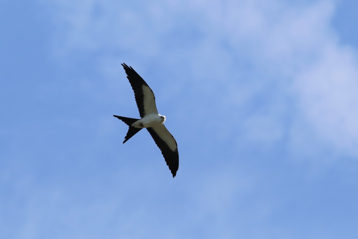 Swallow-tailed Kite - ML301070981