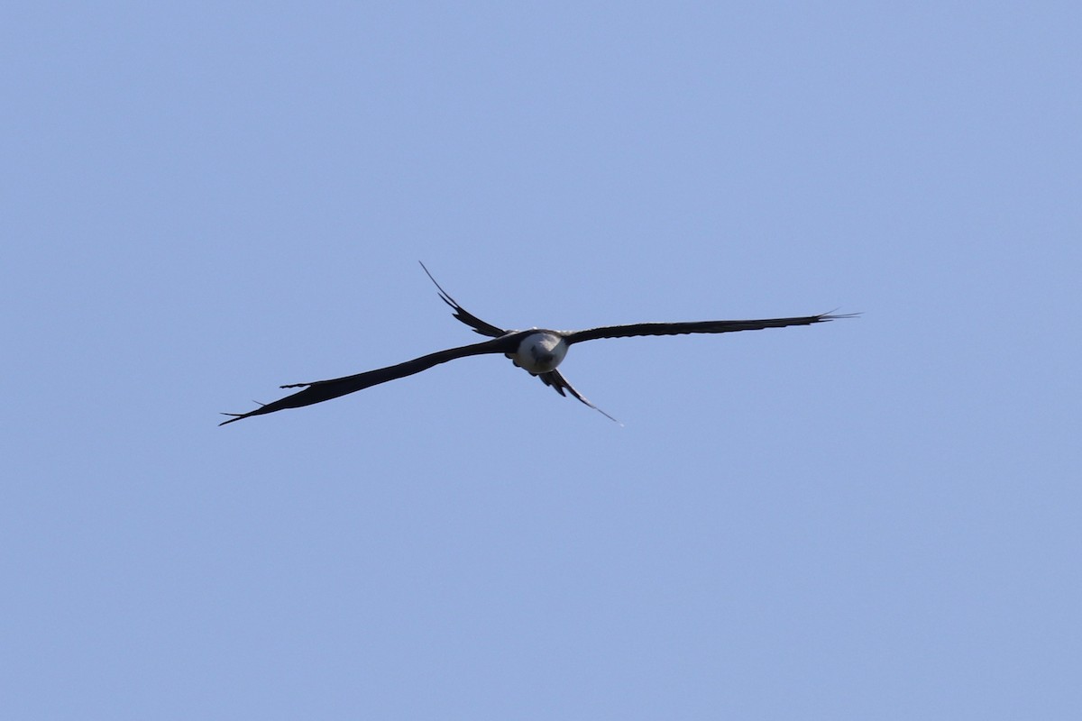 Swallow-tailed Kite - ML301071001