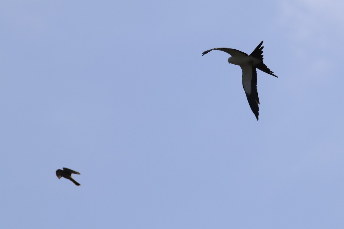Swallow-tailed Kite - ML301071011