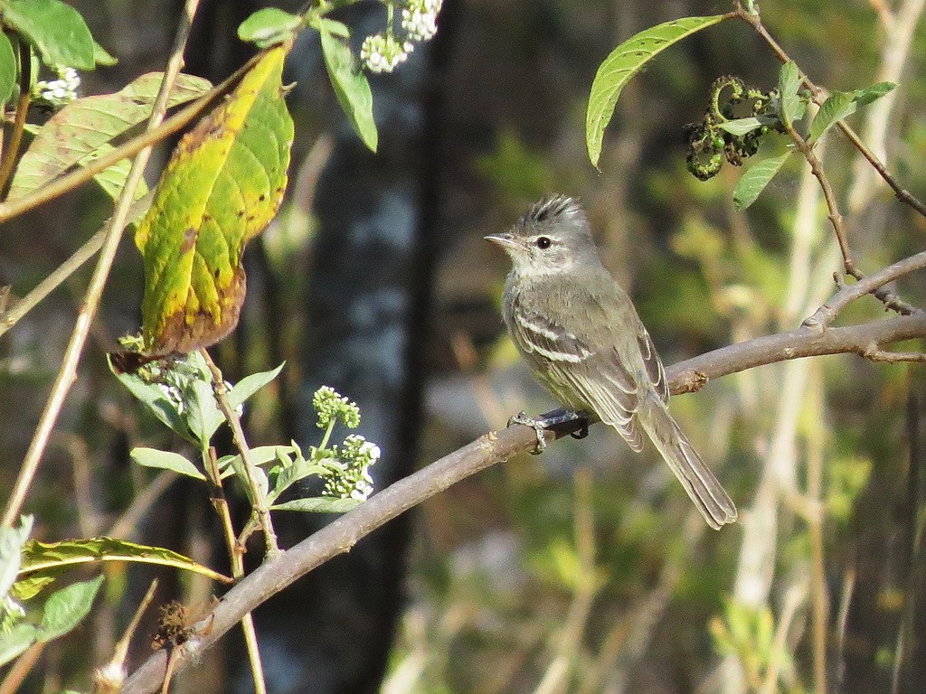 Gray-and-white Tyrannulet - Liao Tzu-Chiang