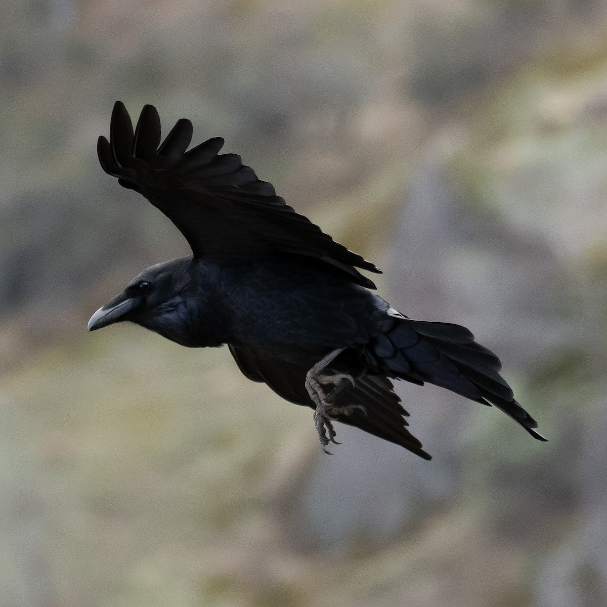 Common Raven - Chris Walters