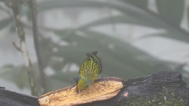 Silver-throated Tanager - ML301077951