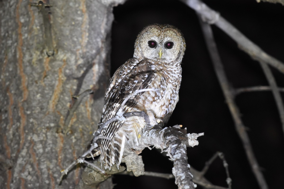 Spotted Owl (Mexican) - Caleb Strand