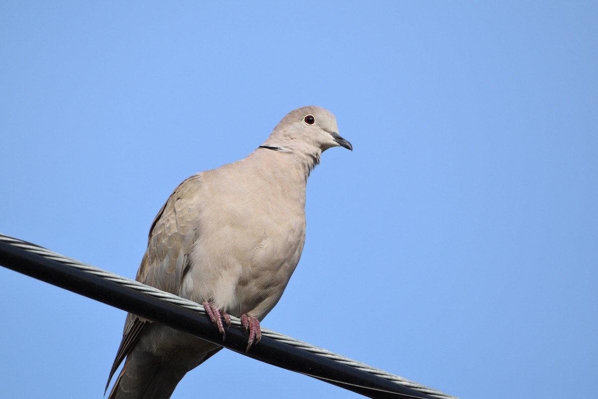 Eurasian Collared-Dove - ML301082451