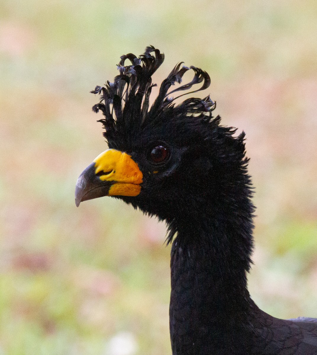 Bare-faced Curassow - ML301091271