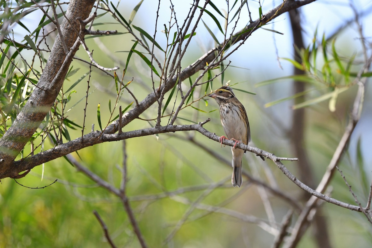 Yellow-browed Bunting - Ting-Wei (廷維) HUNG (洪)