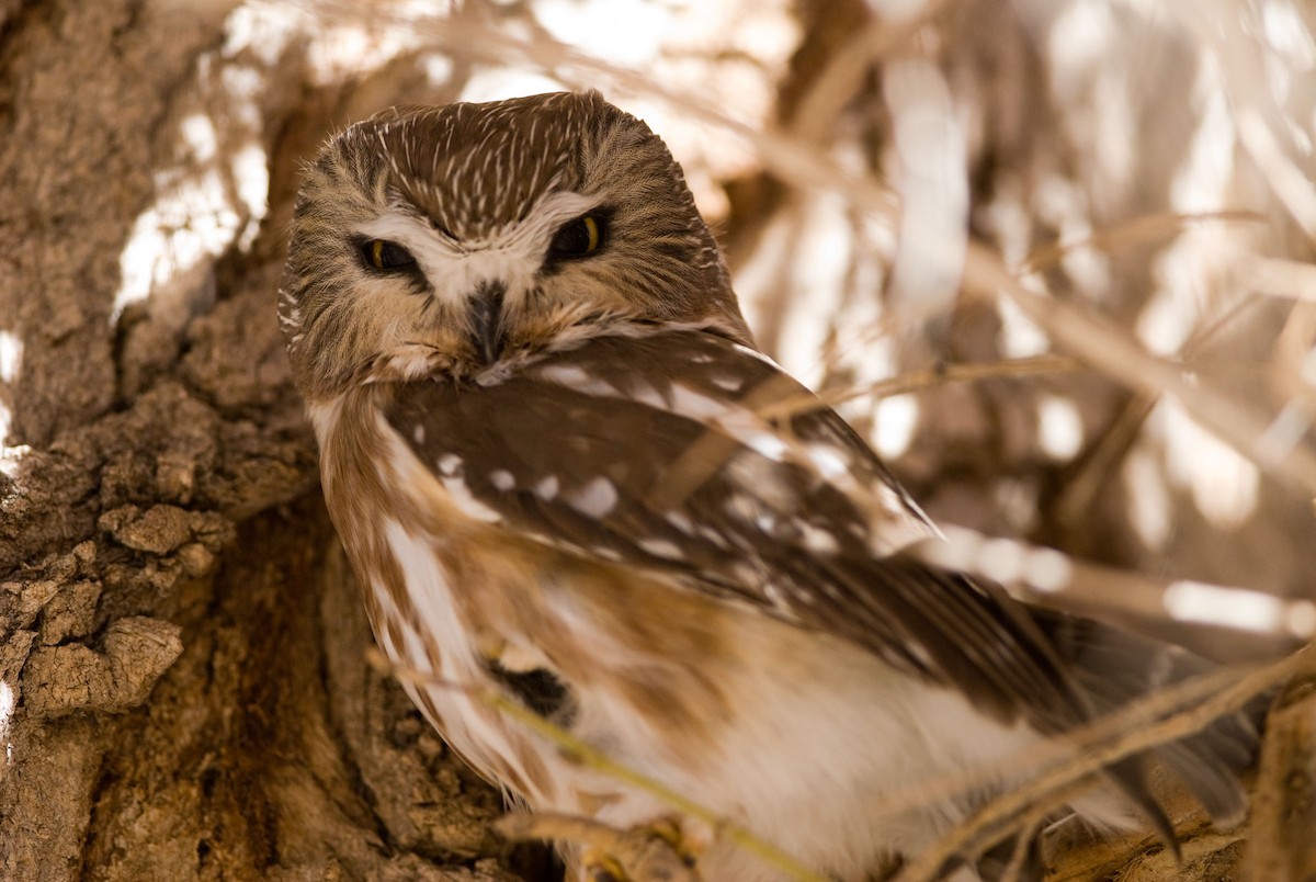 Northern Saw-whet Owl - Robert Dobbs
