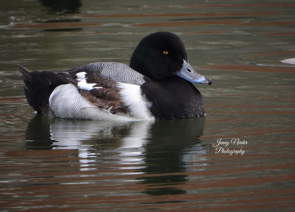 Greater Scaup - ML301100841