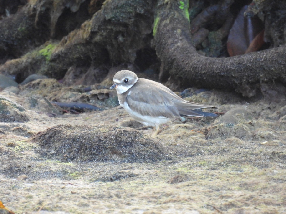 Semipalmated Plover - ML301108371