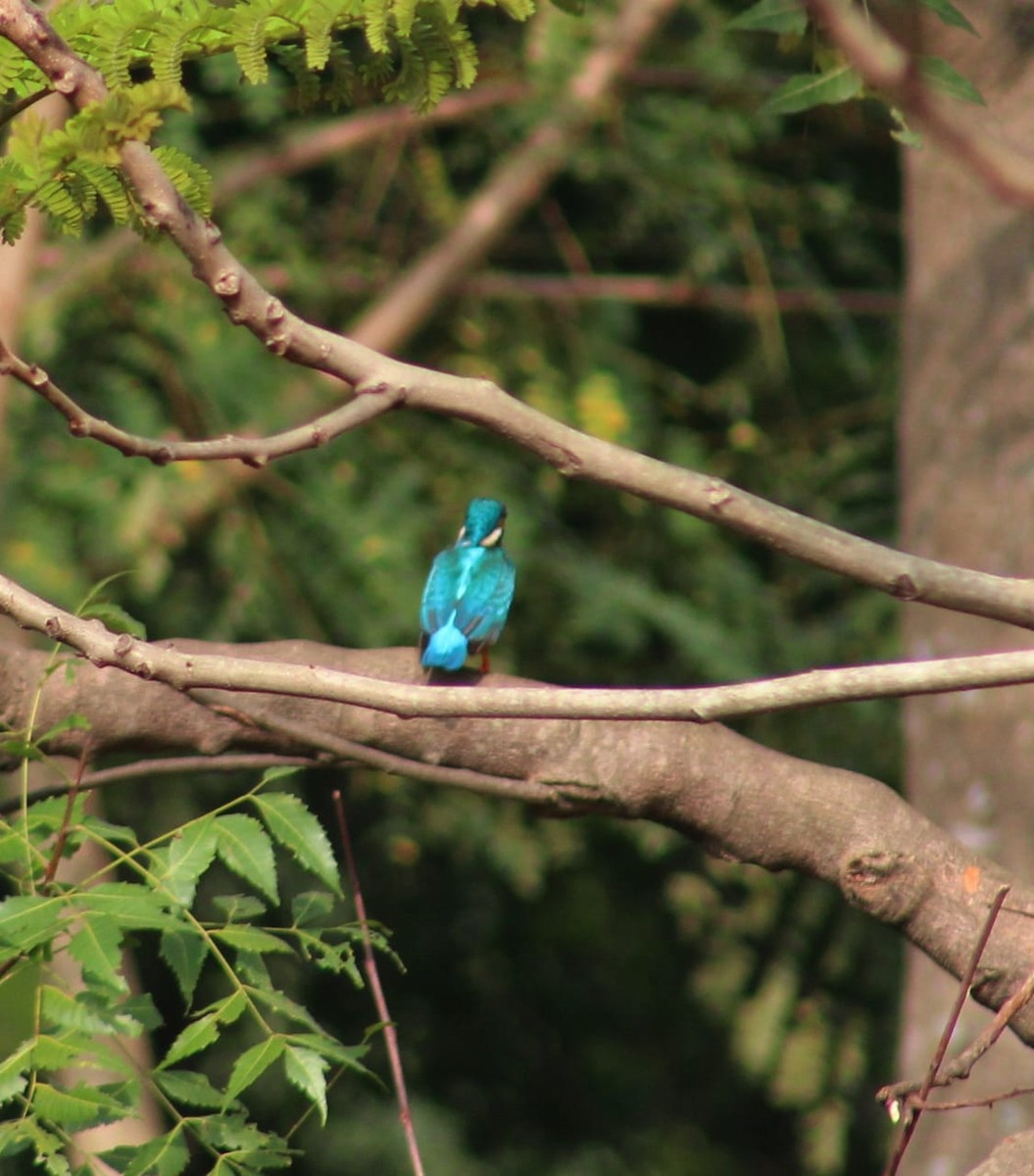 Common Kingfisher - Nandhitha  Kannan