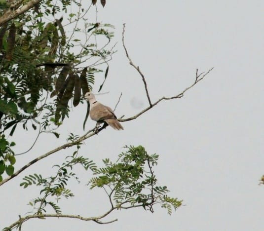 Eurasian Collared-Dove - ML301109081