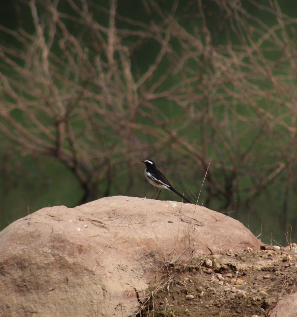White-browed Wagtail - ML301110471