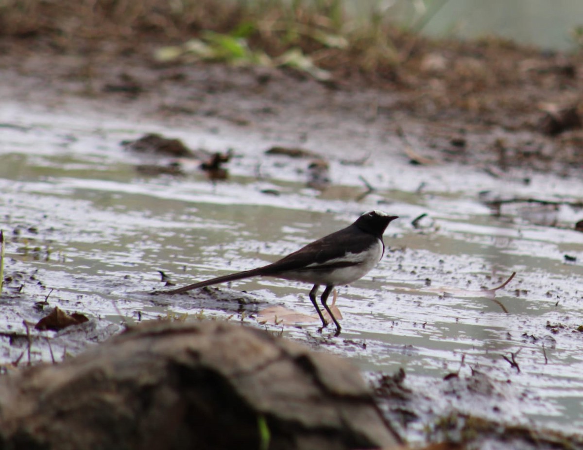 White-browed Wagtail - ML301110541
