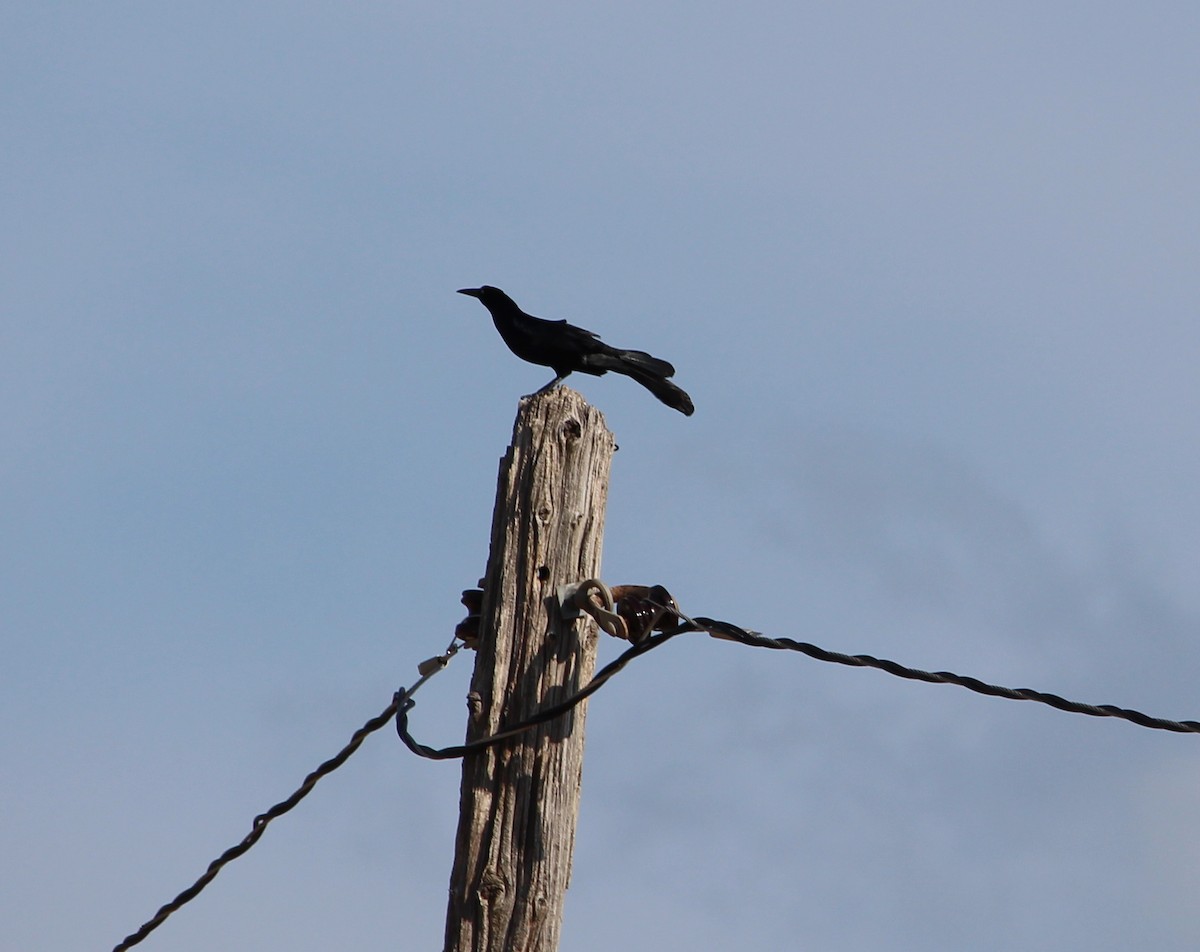 Great-tailed Grackle - ML30111751