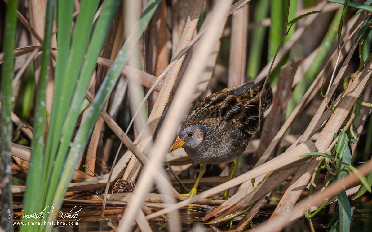 Spotted Crake - ML301120761