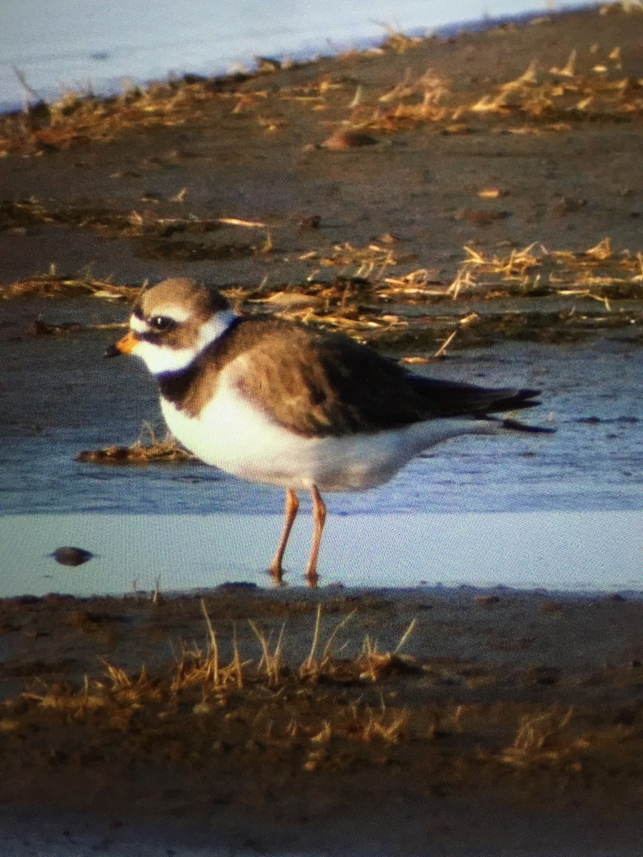Common Ringed Plover - ML30112551
