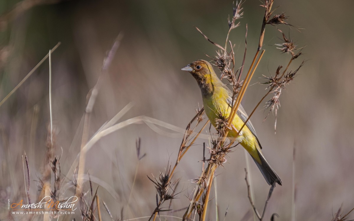 Red-headed Bunting - ML301126551