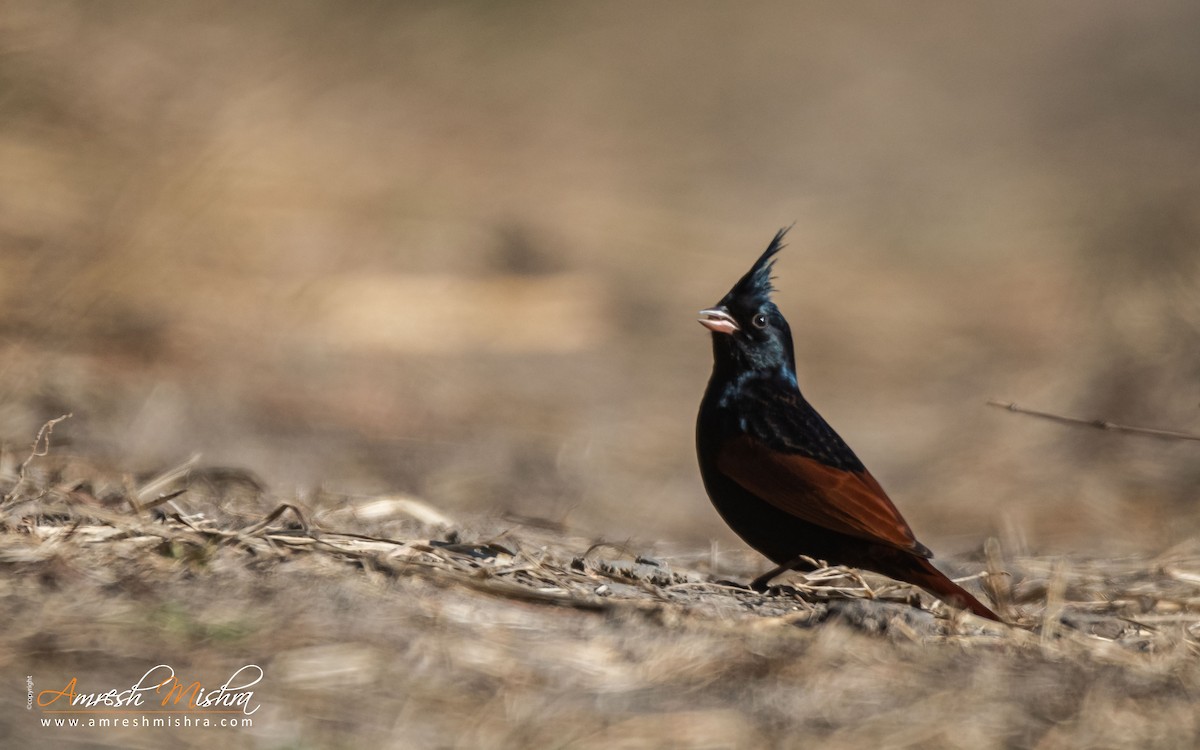 Crested Bunting - ML301126621