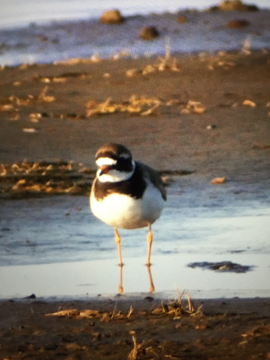 Common Ringed Plover - ML30112921